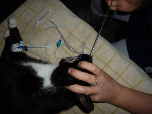 Endoskopie Hund/Katze/Vogel