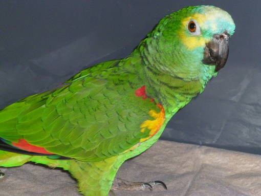 Inhalation Aspergillose Papagei, Kleintierpraxis bei Hannover