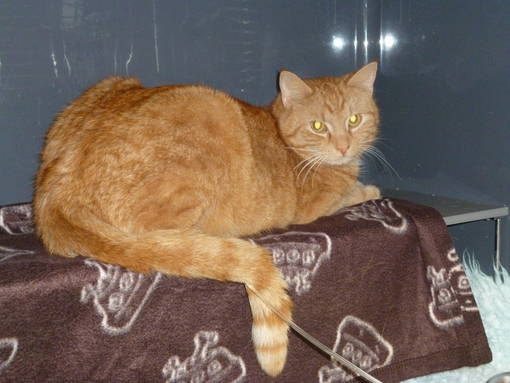 Intensivpatient Hund/Katze/Vogel/Heimtier auf der Station