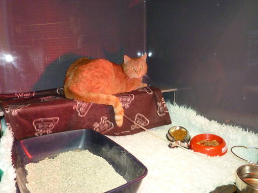 Intensivpatient Hund/Katze/Vogel/Heimtier auf der Station