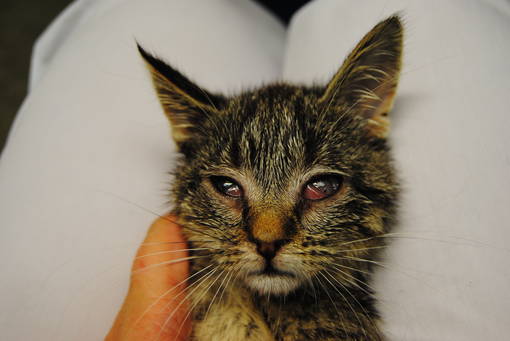 Katzenwelpe mit Katzenschnupfen