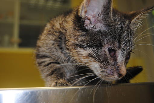 Katze mit Katzenschnupfen