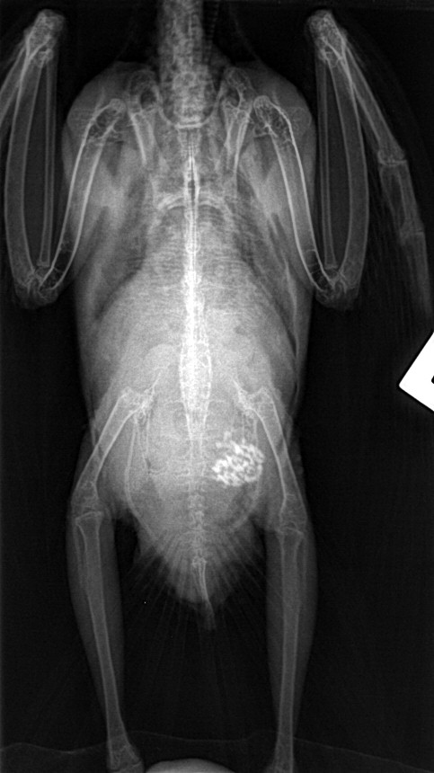 Lebervergrößerung, Hepatomegalie bei einem Wellensittich