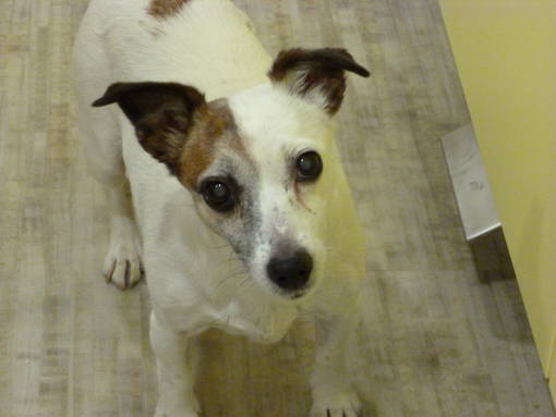 Alter Hund in der Kleintierpraxis bei Hannover