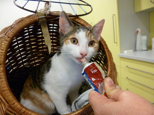 Katzen Patienten Kleintierpraxis bei Hannover