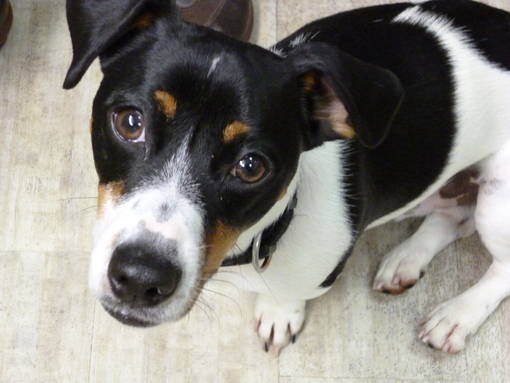 Hunde in der Kleintierpraxis bei Hannover