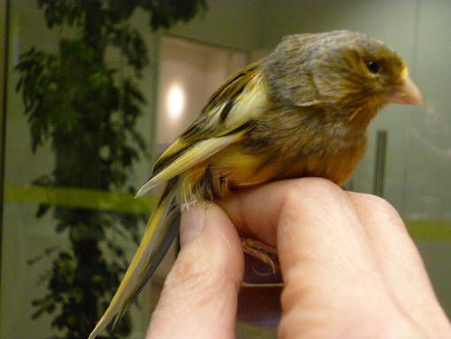 Kanarienvogel