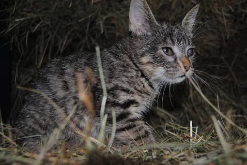 Toxoplasmose Katze, Gefahr für Schwangere?