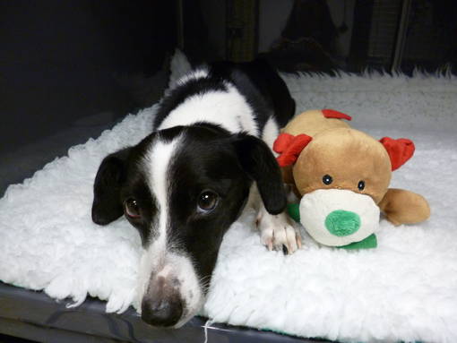 Rattengiftvergiftung Hund/Katze