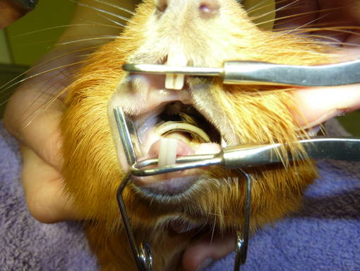 Zahnkorrektur Inhalationsnarkose Meerschweinchen
